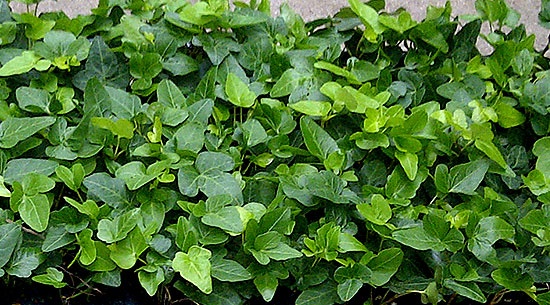 Rooted cuttings