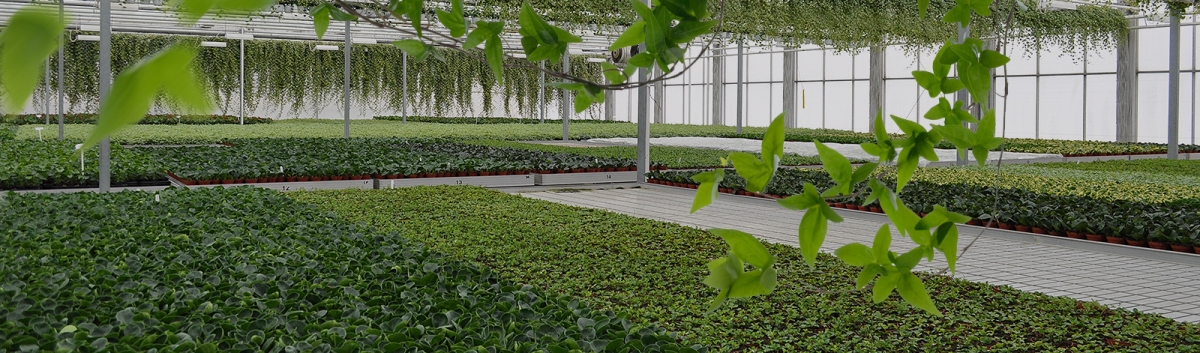 14 species ivy
